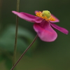 秋明菊