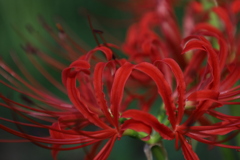 深紅