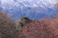 雪山に花