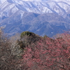 雪山に花