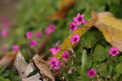 小さな花たち