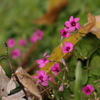 小さな花たち