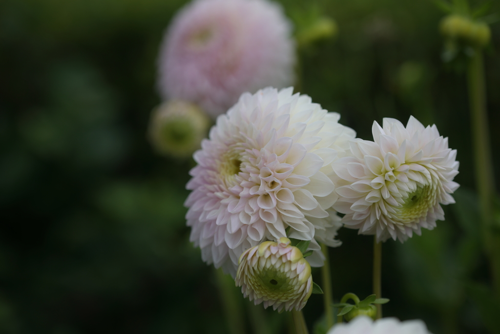 Dahlia