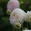 Dahlia