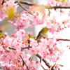 似た花Ⅲ-1 サクラ