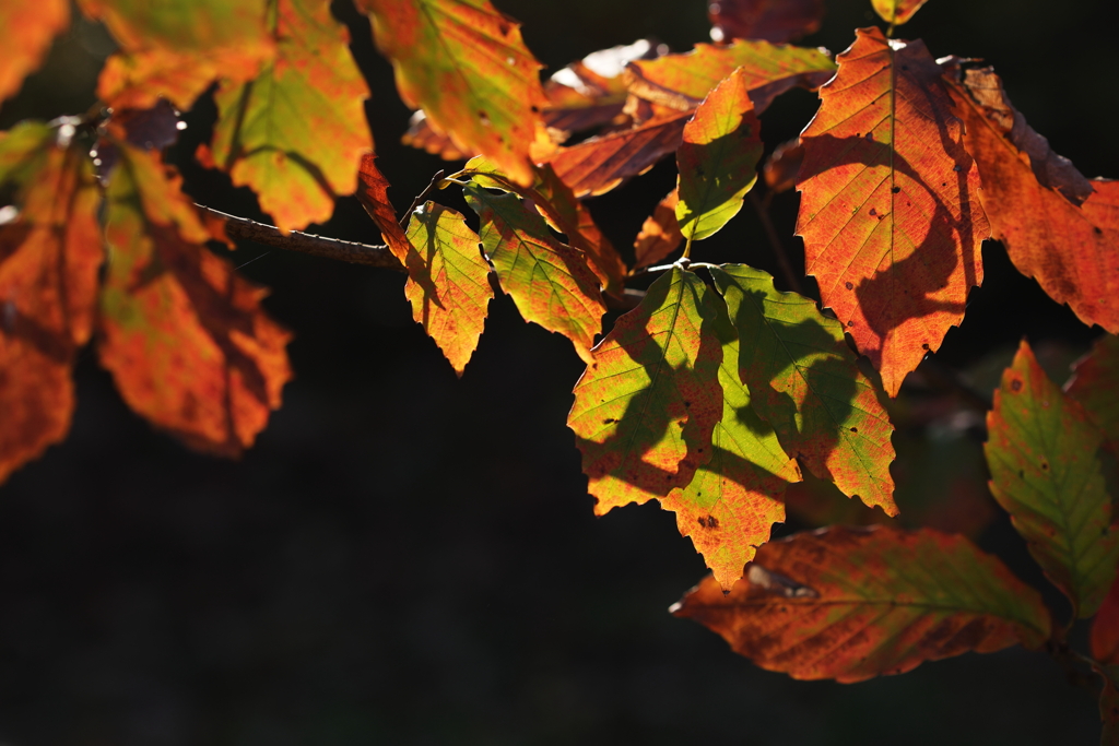 枯葉グラデーション