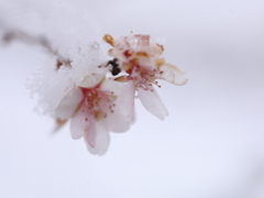 冬桜