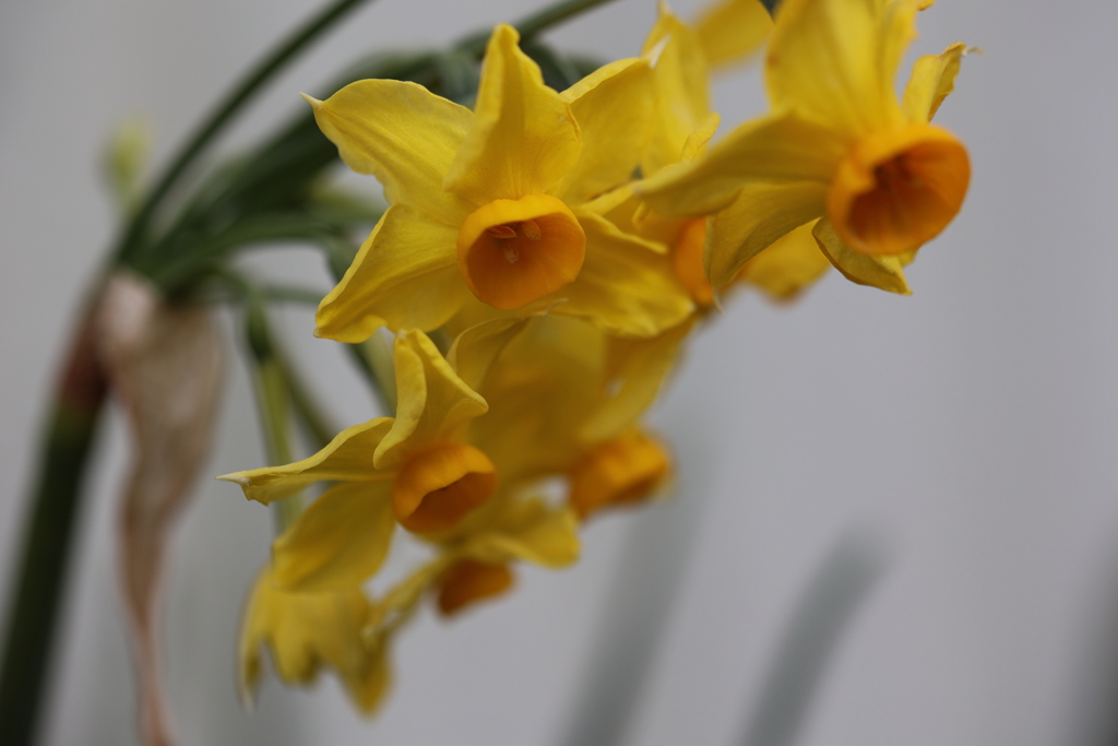 私のもとへ帰って