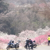 梅見