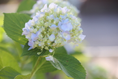 紫陽花