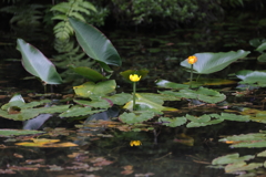 河骨