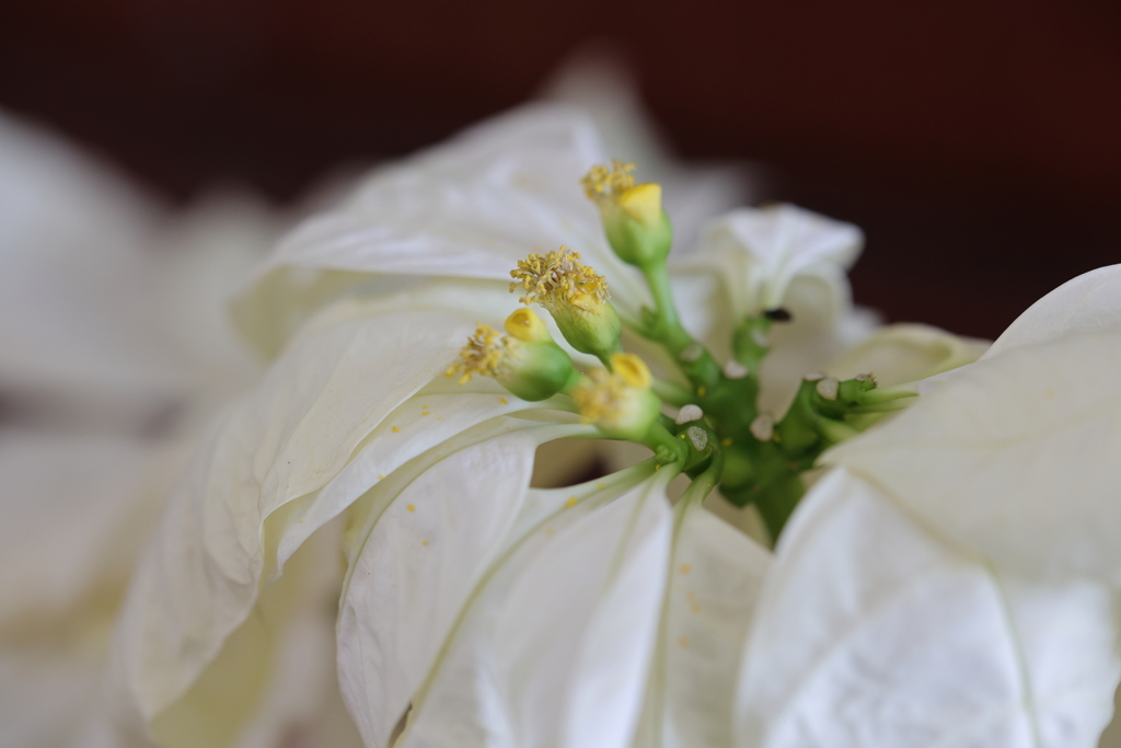 ポインセチア花