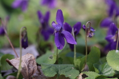 すみれの花咲く頃