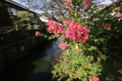 百日紅