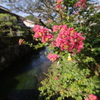 百日紅