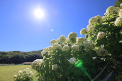 夏空に咲くアナベル