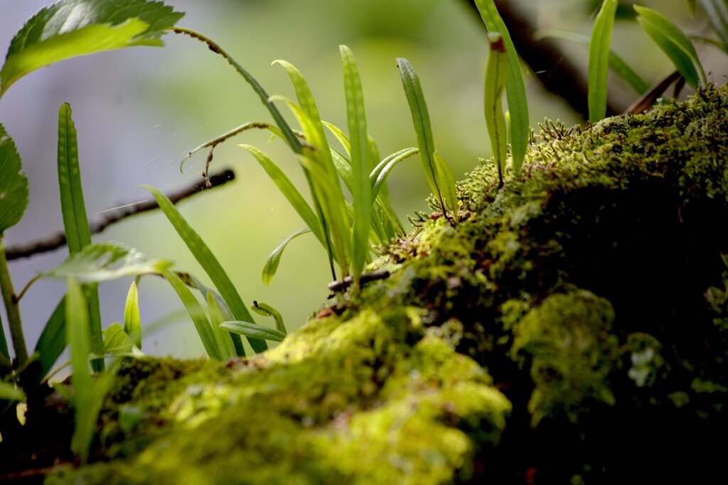 生命 ( いのち )