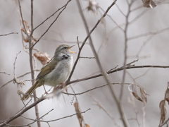 鳥たちの発声練習Ⅲ　ウグイス