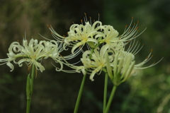 曼殊沙華