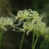 曼殊沙華