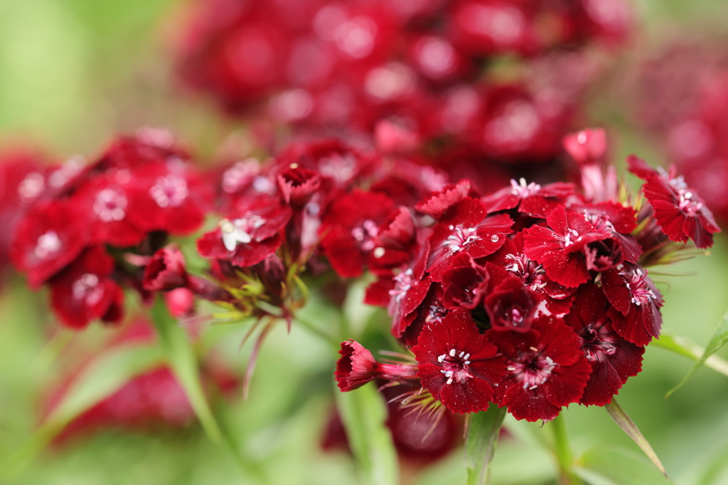 深紅の花