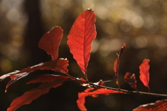 紅く輝く