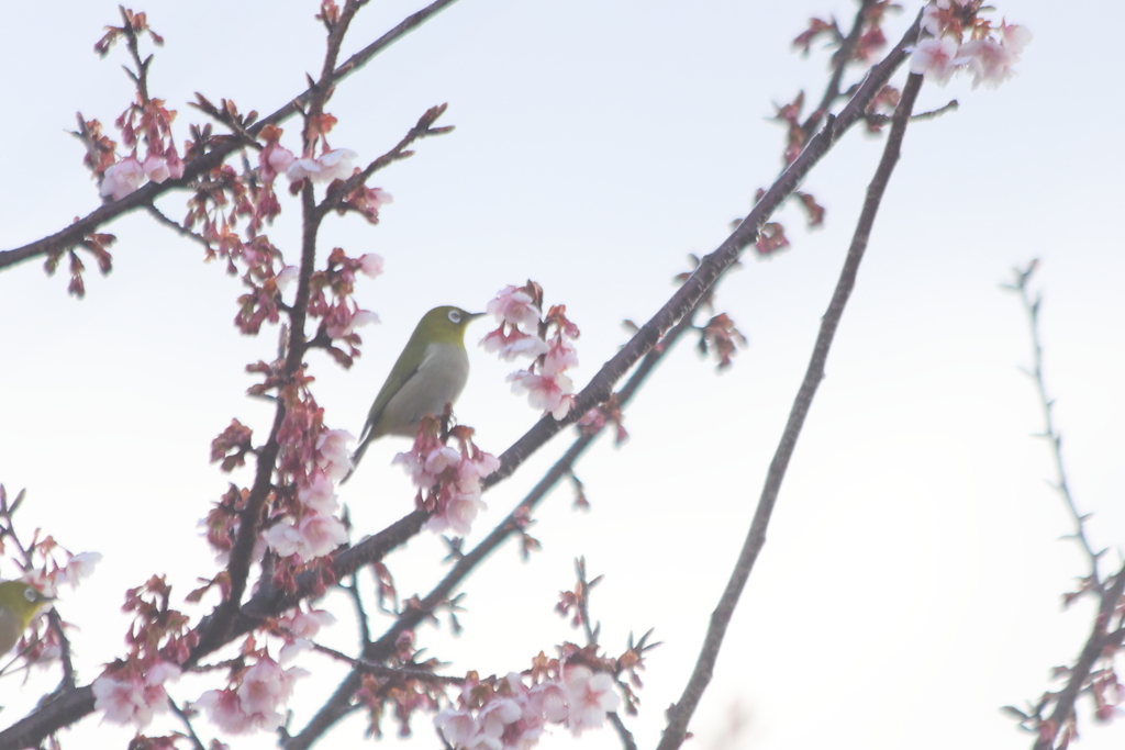 花を愛でる