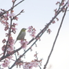 花を愛でる