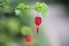 Impressive red