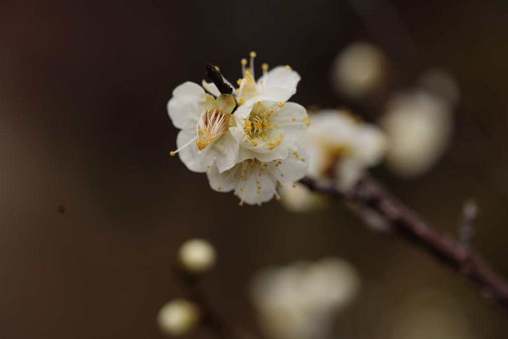 白い花