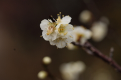 白い花