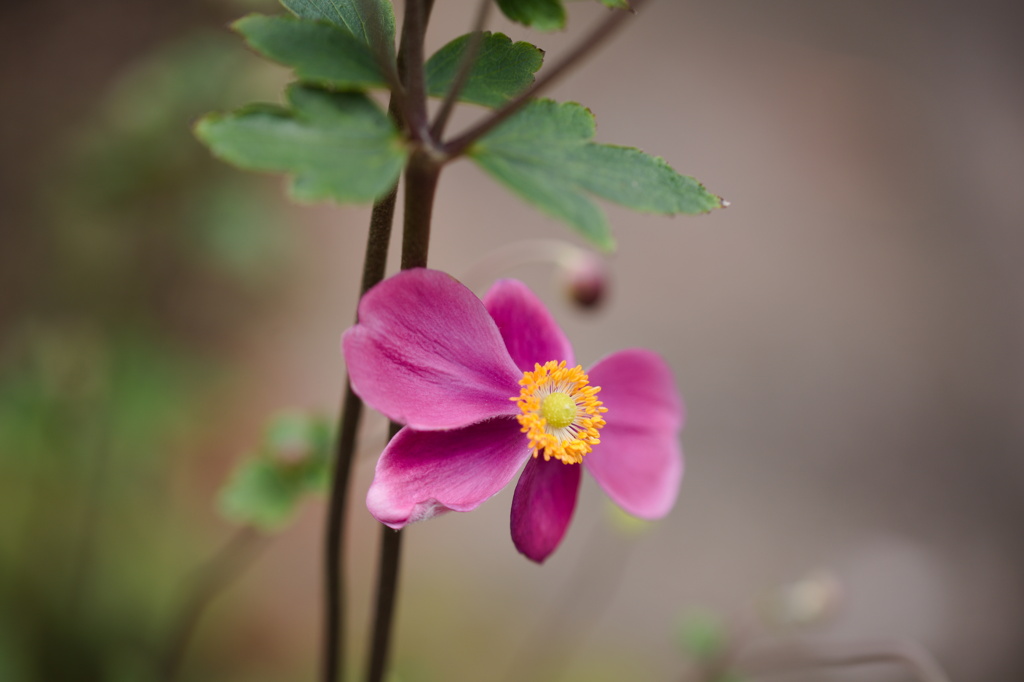 秋の花