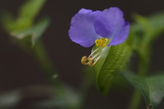 紫の露草