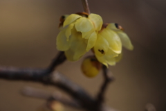 和菓子だったら・・・