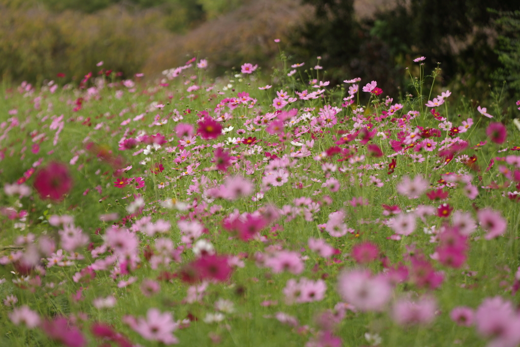 コスモス咲く