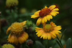 ガイラルディアアリゾナ