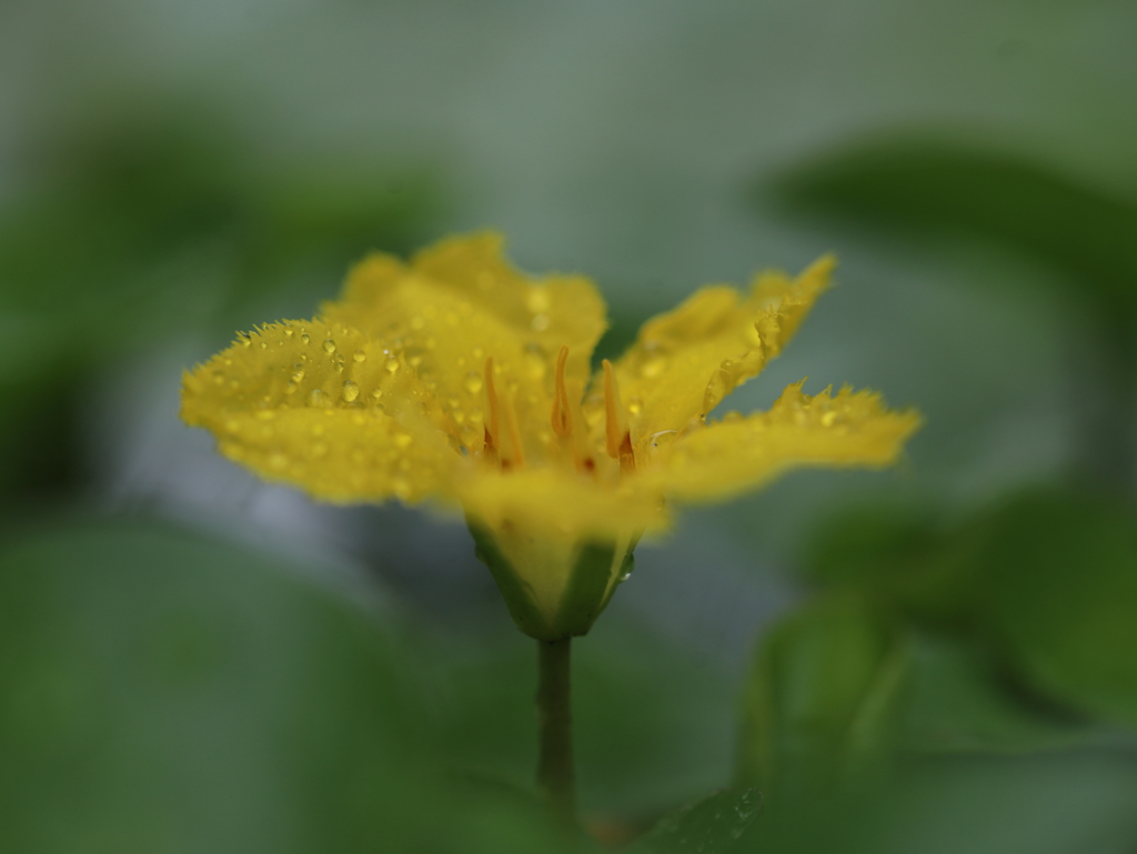 クローンな花 アサザ