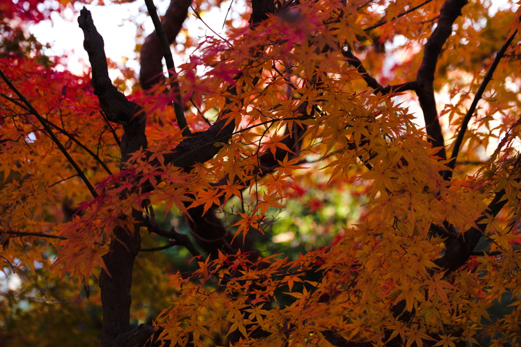 2021四季-紅葉