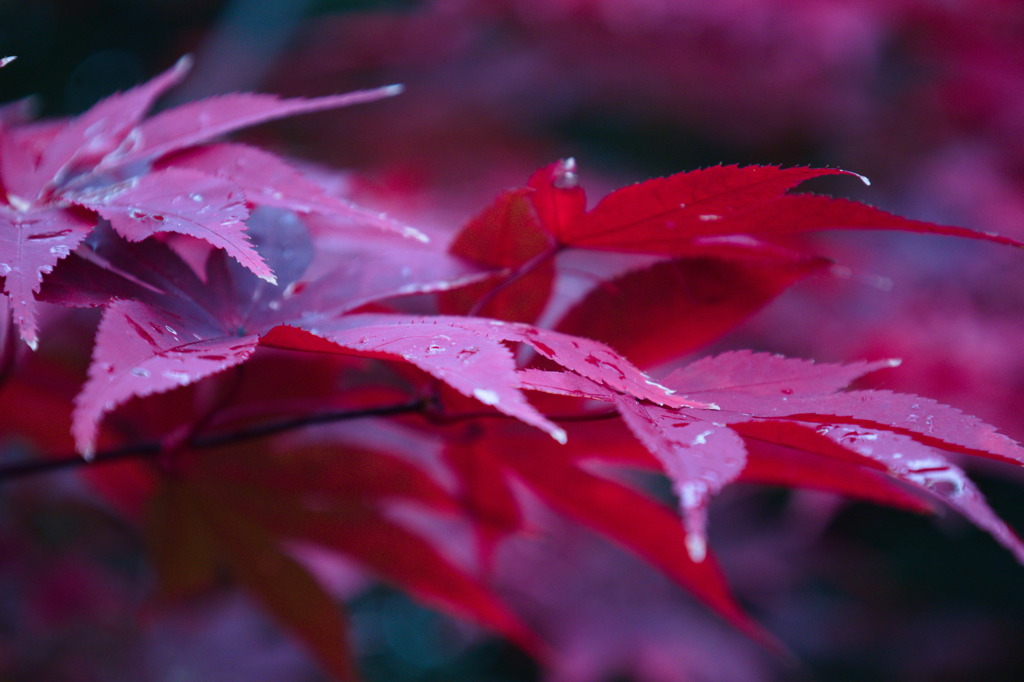 深紅