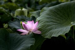 蓮根の花