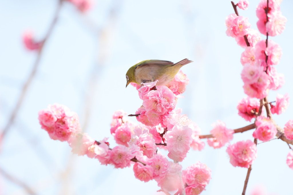 目立ちます