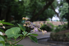 盛りは過ぎて・・・