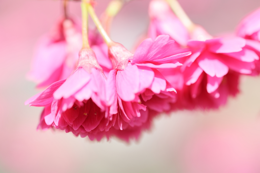 八重寒緋桜