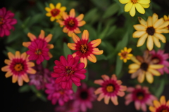 花花