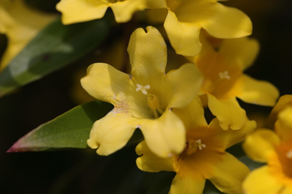 カロライナシャスミン