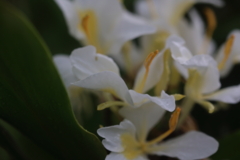 花縮紗
