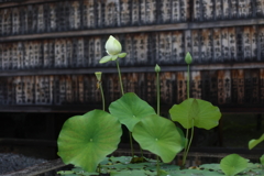 お寺の蓮