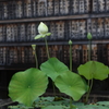 お寺の蓮