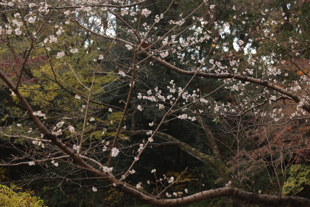 熱田神宮の桜
