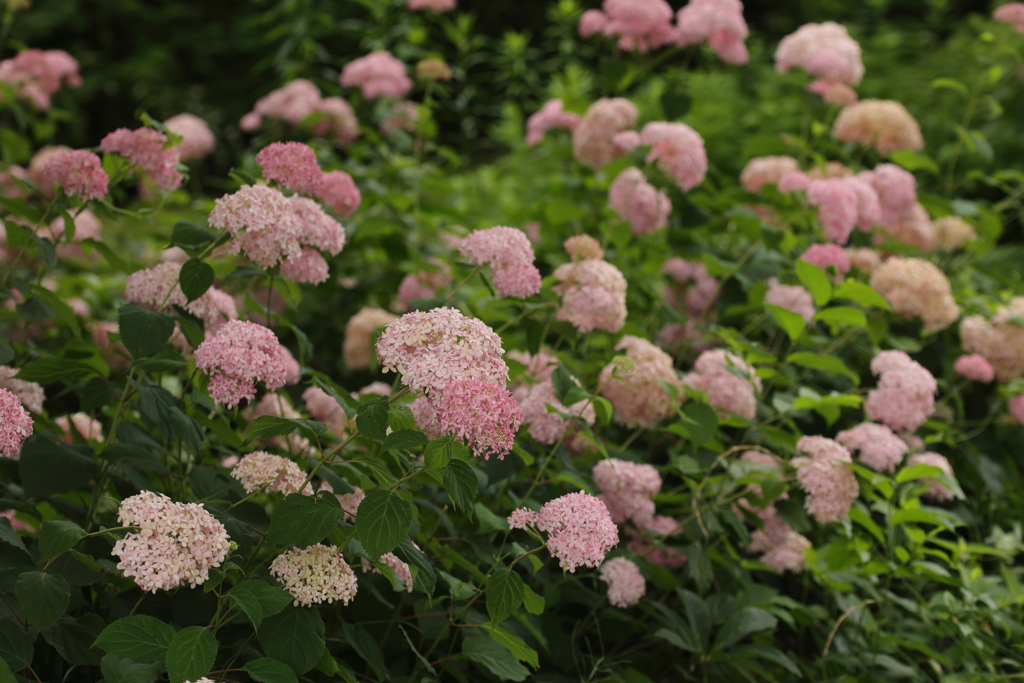 ピンクの花たち